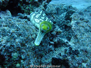 Tiger eel by Stephen Seymour 